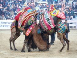 34.Selçuk Efes Deve Güreşleri Festivali iptal edildi.