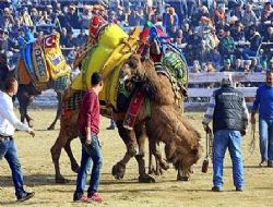 DEVE GÜREŞİ SEVENLER SELÇUK’A AKIN ETTİ