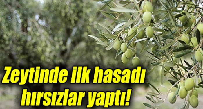 Zeytin reticisinin ba hrszlarla dertte!